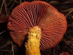 Cortinarius smithii