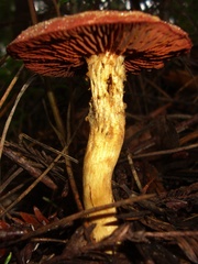 Cortinarius smithii