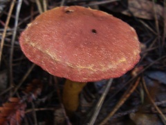 Cortinarius smithii