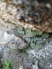 Myriopteris parryi