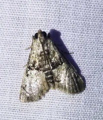 Macalla glastianalis