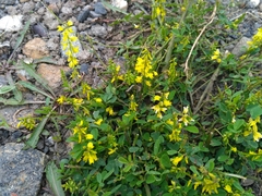 Melilotus suaveolens