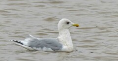 Larus glaucoides