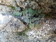 Myriopteris parryi