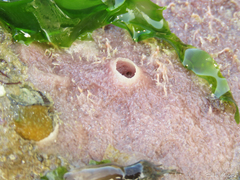 Haliclona implexiformis