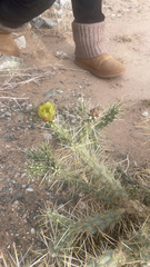 Cylindropuntia acanthocarpa
