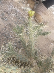 Cylindropuntia acanthocarpa