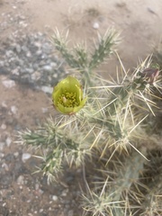 Cylindropuntia acanthocarpa