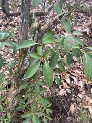 Mycosphaerella colorata