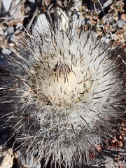 Rapicactus beguinii