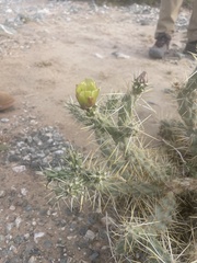Cylindropuntia acanthocarpa