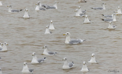 Larus glaucoides