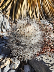 Rapicactus beguinii