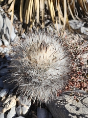 Rapicactus beguinii