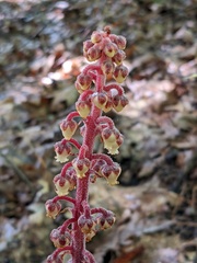 Pterospora andromedea image