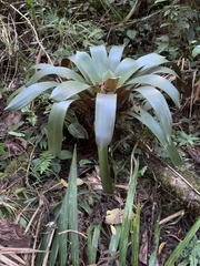 Tillandsioideae