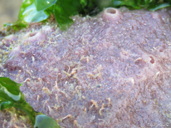 Haliclona implexiformis