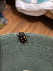 Oryctomorphus bimaculatus