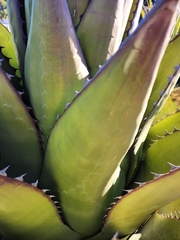 Agave gentryi