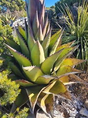 Agave gentryi