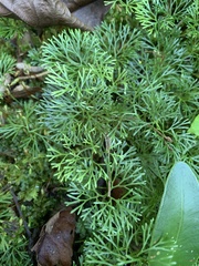 Elaphoglossum peltatum