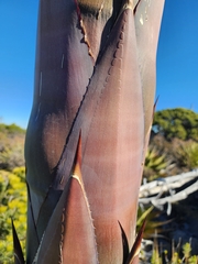 Agave gentryi