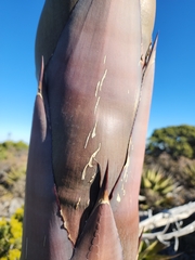 Agave gentryi