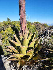 Agave gentryi