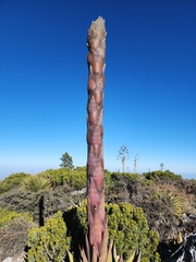 Agave gentryi