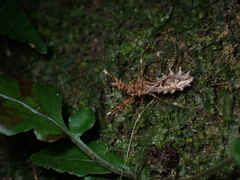 Sclomina erinacea