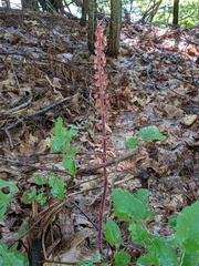Pterospora andromedea image