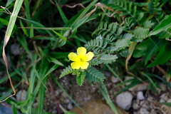 Tribulus cistoides