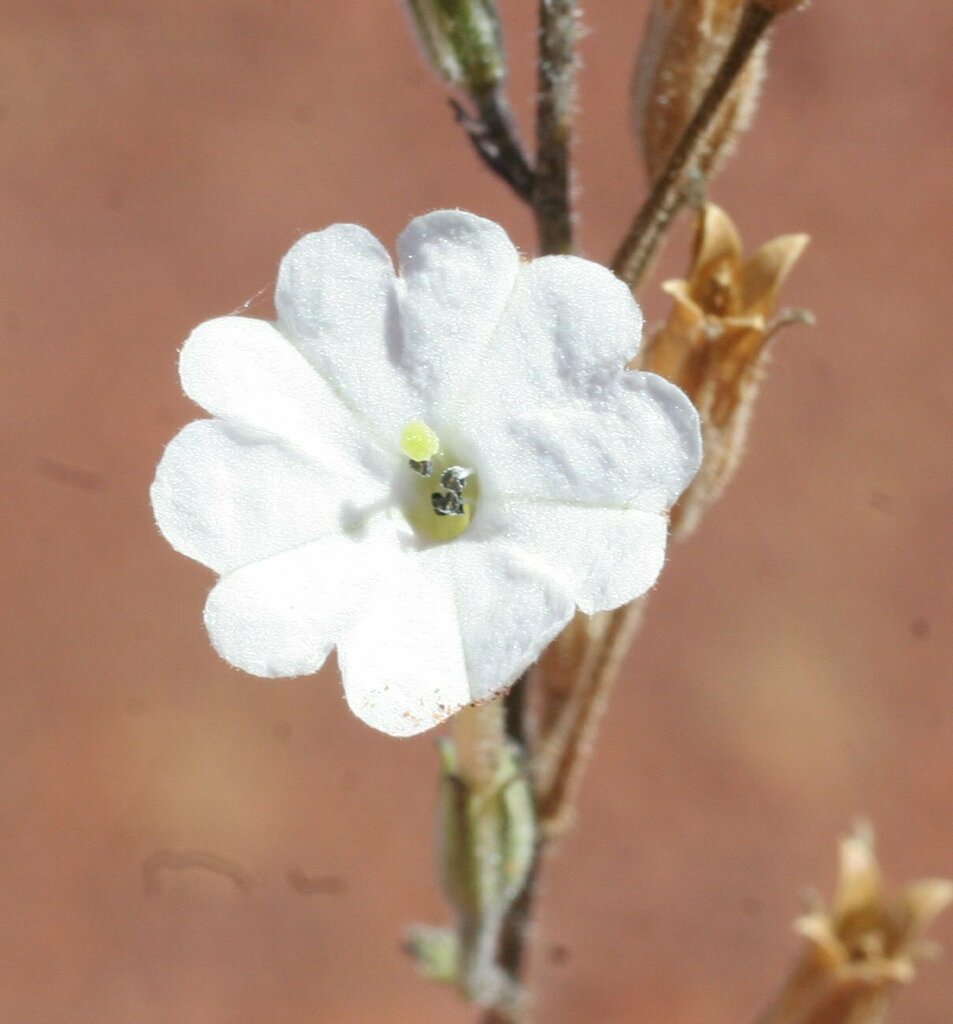 Nicotiana pila