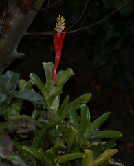 Aechmea nudicaulis