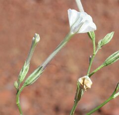 Nicotiana pila