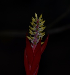 Aechmea nudicaulis