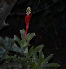 Aechmea nudicaulis