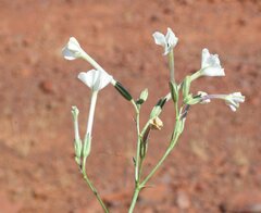 Nicotiana pila