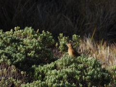 Anthus bogotensis
