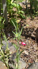 Papaver rhoeas