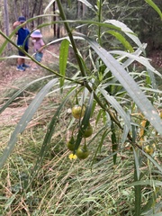 Solanum linearifolium