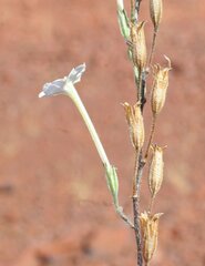 Nicotiana pila