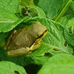 Pelodryadidae
