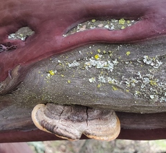 Phellinus arctostaphyli