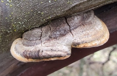 Phellinus arctostaphyli