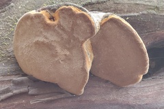 Phellinus arctostaphyli