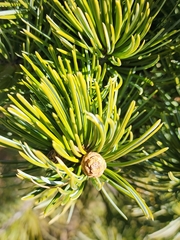 Pinus cembroides