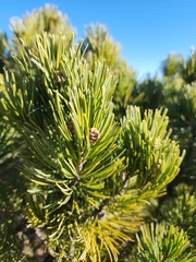 Pinus cembroides