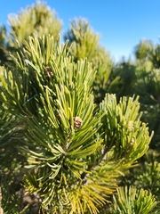 Pinus cembroides