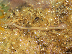 Baseodiscus delineatus